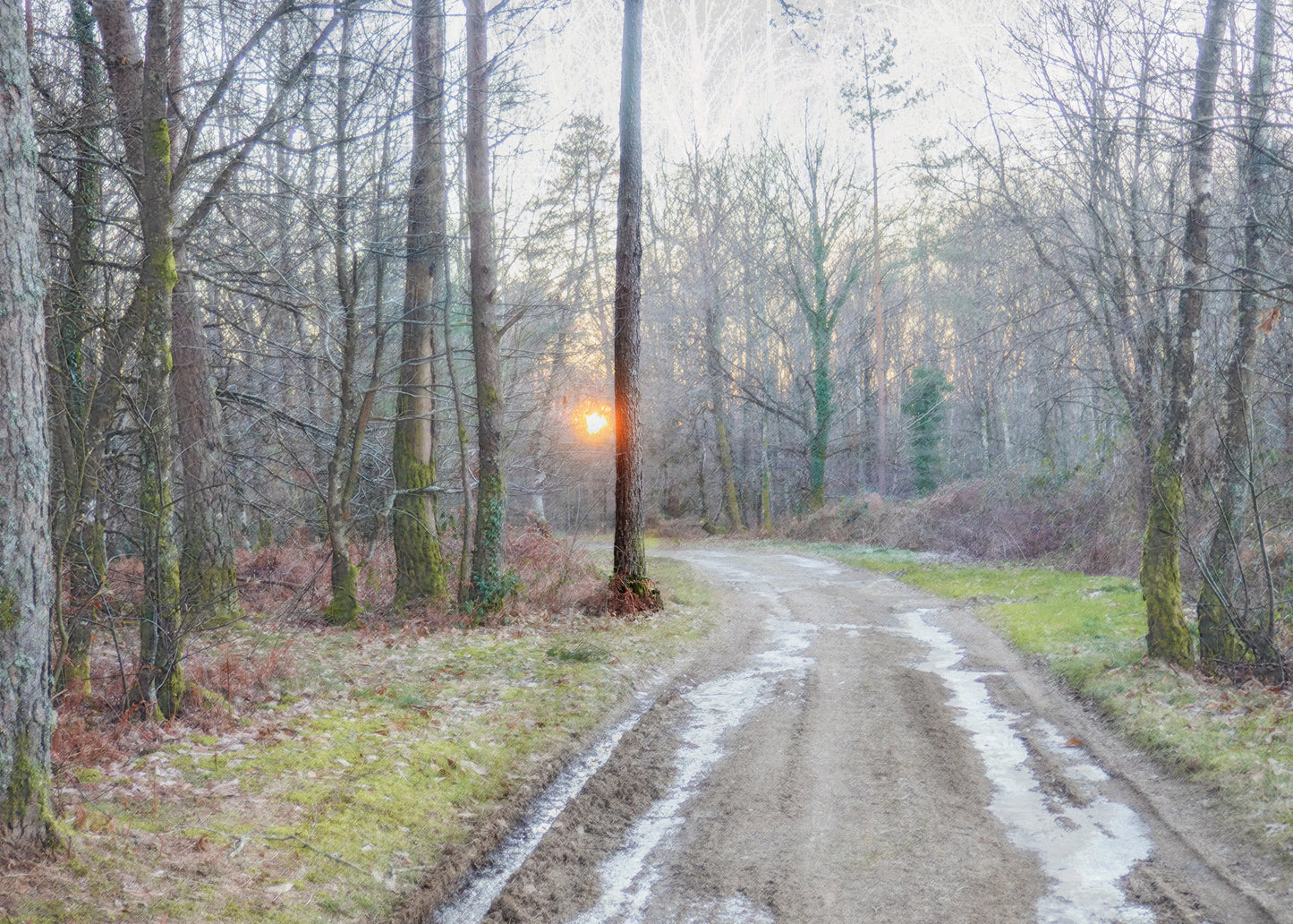 Vision #05 - A FOREST FRAGMENTS des toiles