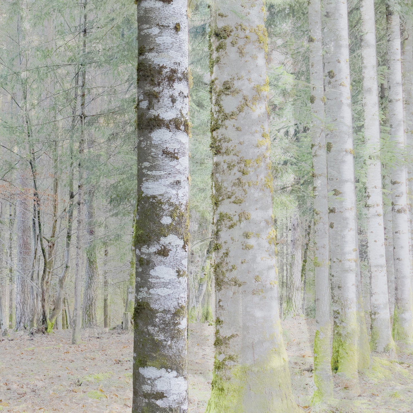 Vision #20 - SAPINIERE FRAGMENTS des toiles