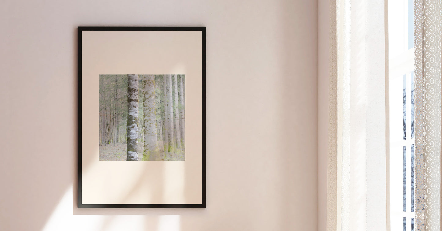 Vision #20 - SAPINIERE FRAGMENTS des toiles