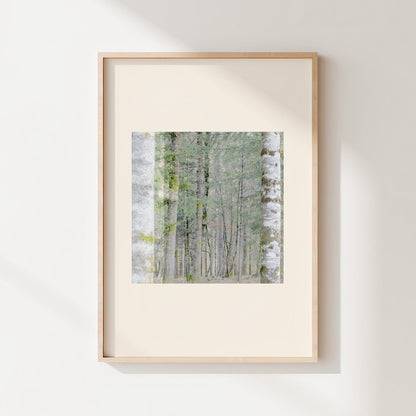 Vision #21 - SAPINIERE FRAGMENTS des toiles