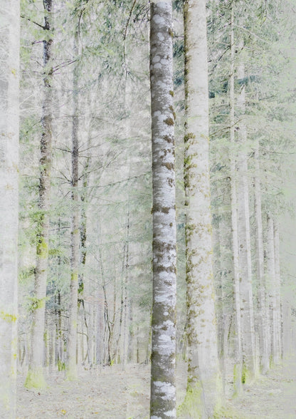 Vision #19 - SAPINIERE FRAGMENTS des toiles