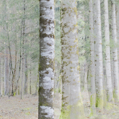 Vision #20 - SAPINIERE FRAGMENTS des toiles