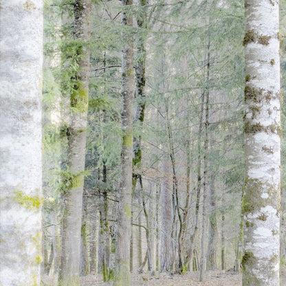 Vision #21 - SAPINIERE FRAGMENTS des toiles